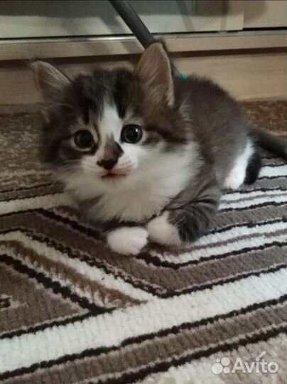 Котёнок в добрые руки
