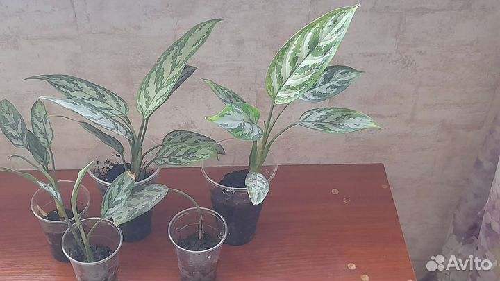 Аглаонема серебристая