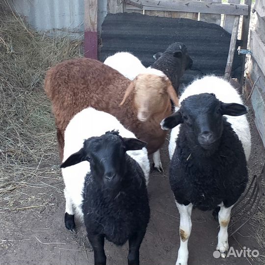 Бараны дорпер и обычные матки с ягнёнком