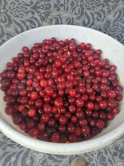 Дача 50 м² на участке 6 сот.