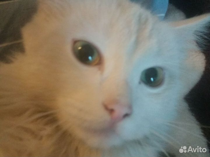 Белый пушистый кот