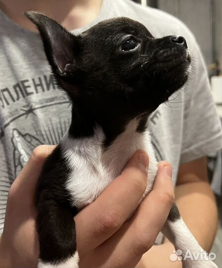 Щенки чихуахуа