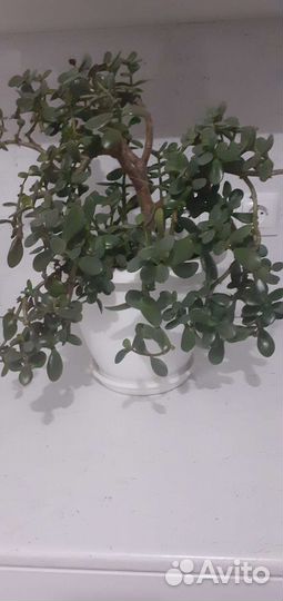 Фиалки, спатифиллум(женск.счастье),денежное дерево