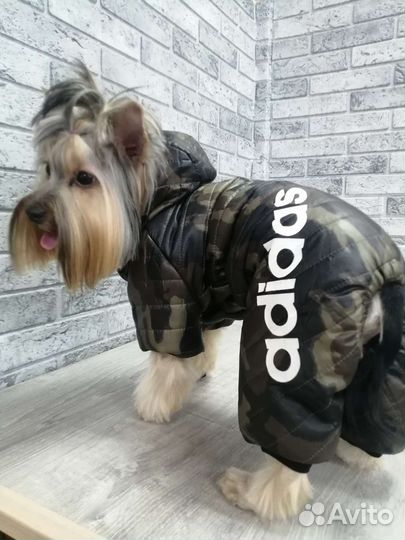 Одежда для собак