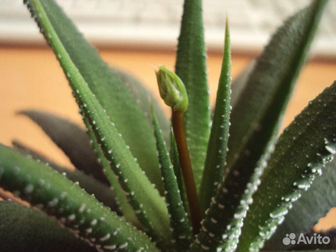 Агавовидные