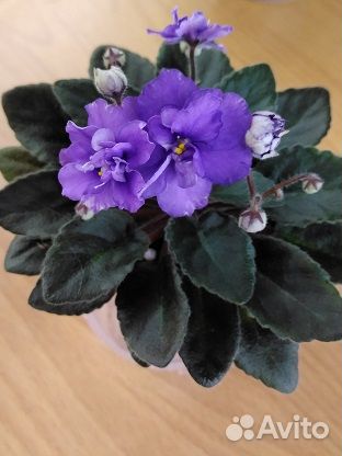 Сортовые фиалки мини/полумини