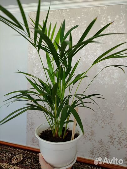 Пальма дипсис