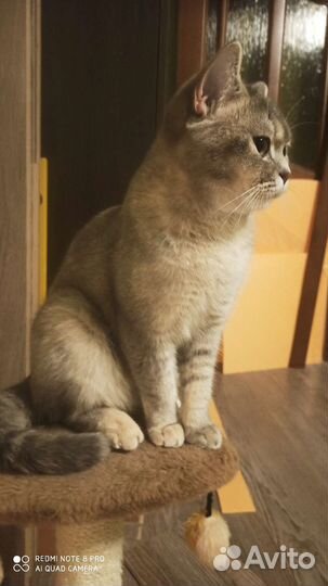 Шотландские прямоухие котята