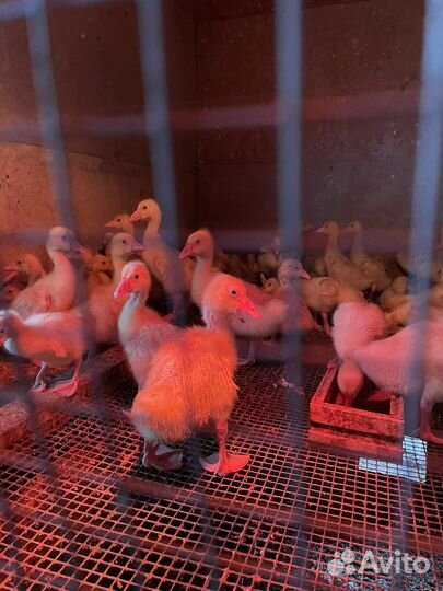 Гусята линда суточные и подрощенные