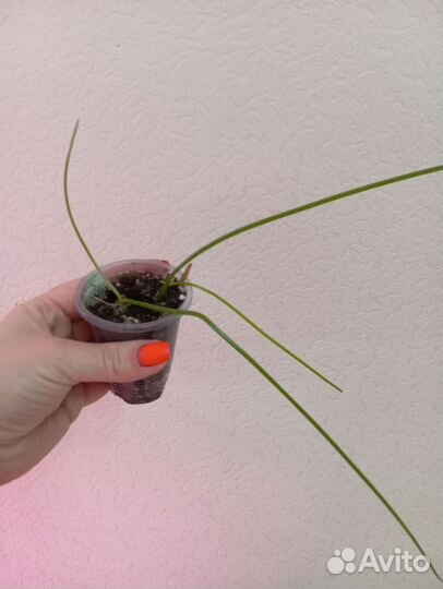 Кализия розовая пантера