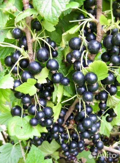 Черная смородина кусты