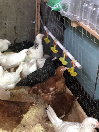 Куры молодки несушки
