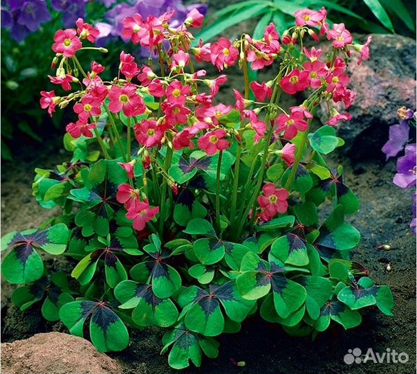 Кислица Оксалис «Айрон кросс»