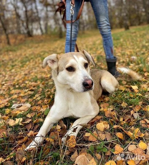 Собака в добрые руки отдам бесплатно