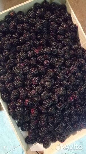 Ежевика свежий урожай бесплатная доставка до подъе