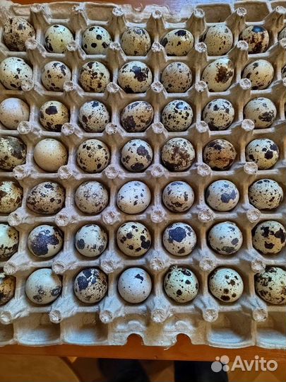 Инкубационное яйцо перепелки