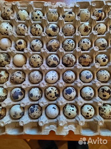Инкубационное яйцо перепелки