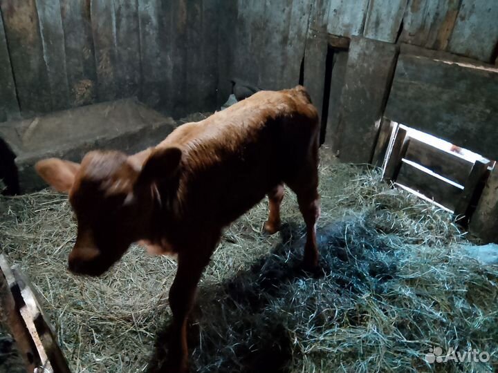 Тёлка 2 недели возраст