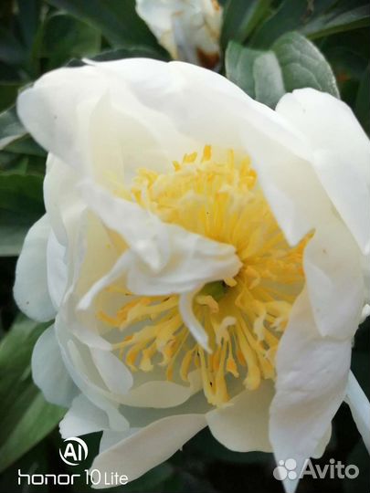 Пион Хоней голд