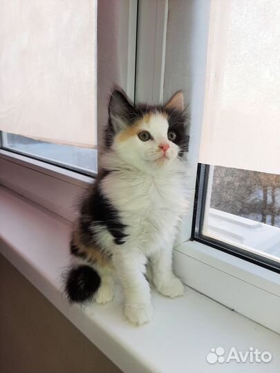 Курильские рысята