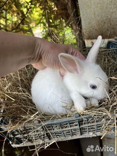 Декоративные кролики