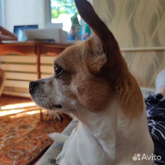 Присмотр за животными (передержка)