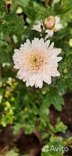 Хризантемы