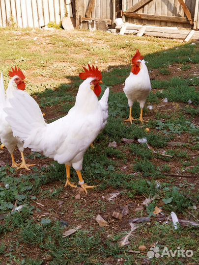 Инкубационное яйцо кур леггорн