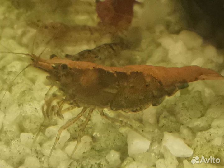 Аквариумные креветки