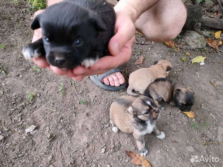 Собака в добрые руки отдам бесплатно