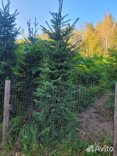 Ель сербская