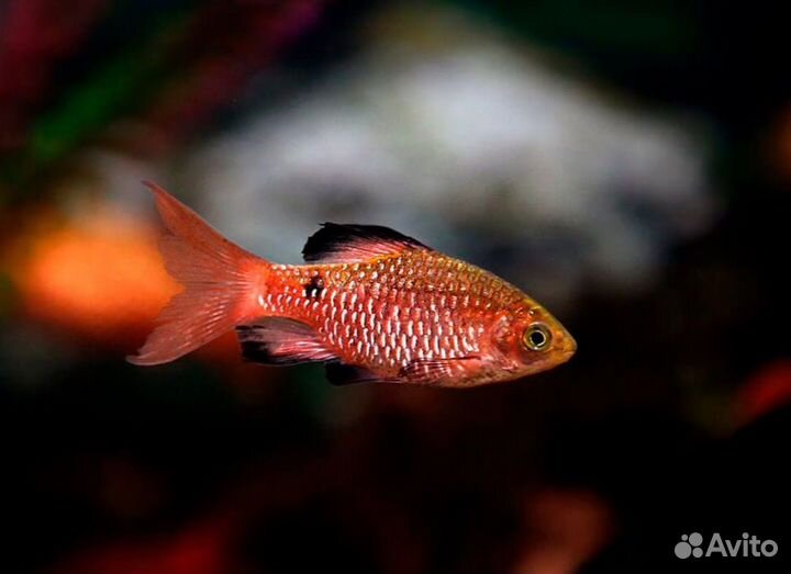 Яркие барбусы и сомики