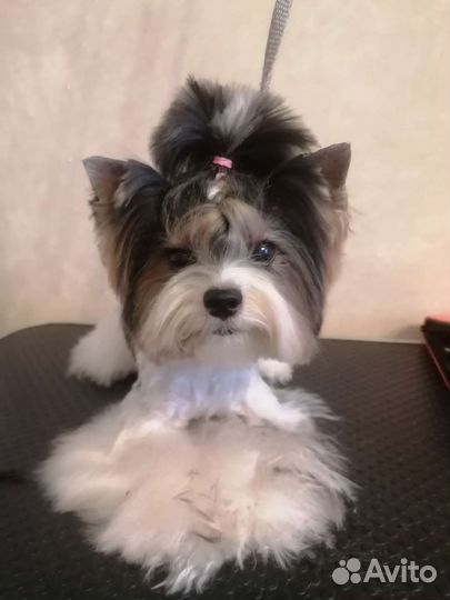 Грумер стрижка собак