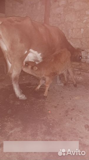 Корова дойная с телёнком