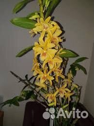 Орхидеи
