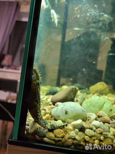 Аквариум с тумбой 80 литров