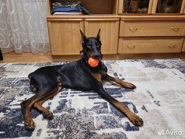 Фотосессия с доберманом