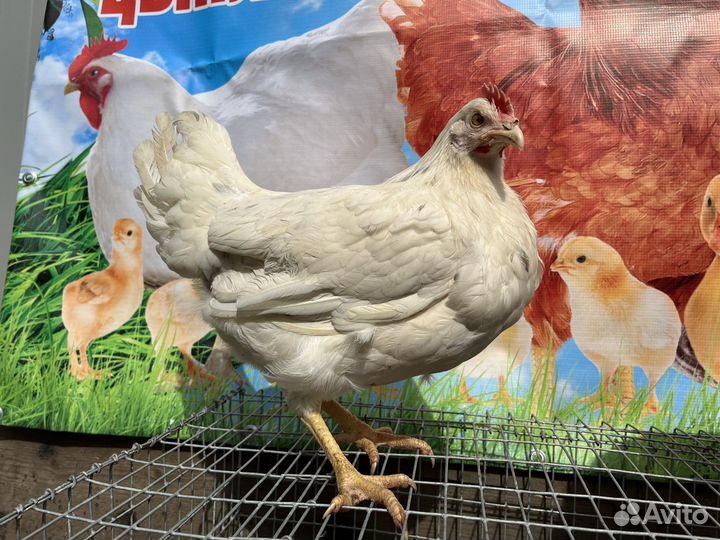 Куры молодки несушки