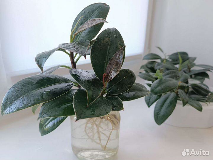 Укоренённые черенки фикуса
