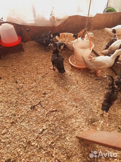 Утята индоутки