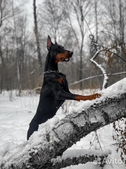 Фотосессия с доберманом