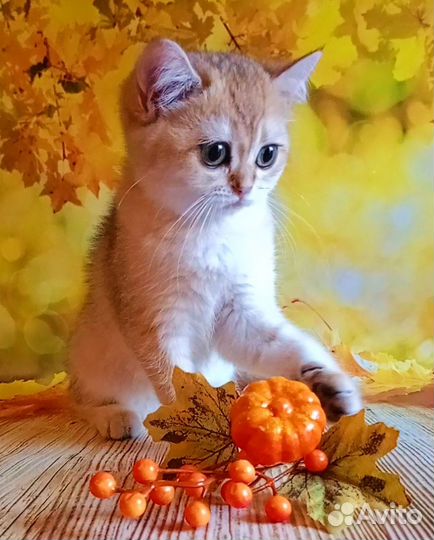 Шотландские котята