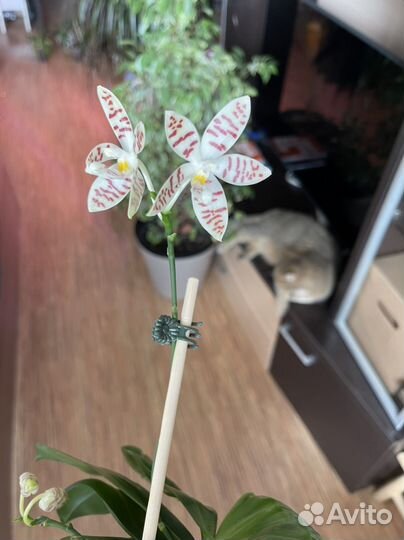 Орхидея сортовая