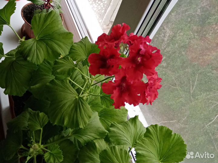 Королевская пеларгония (Элеганс Ред Вельвет)