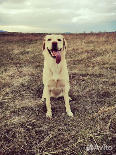 Щенки лабладора