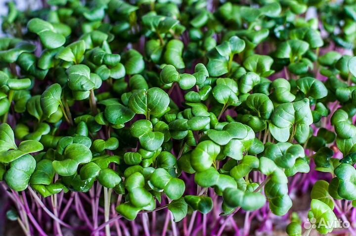 Франшиза микрозелени от собственника бизнеса