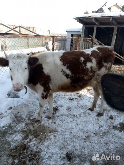 Корова дойная первателка