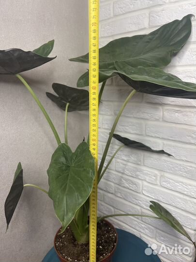 Комнатные цветы алоказия большой