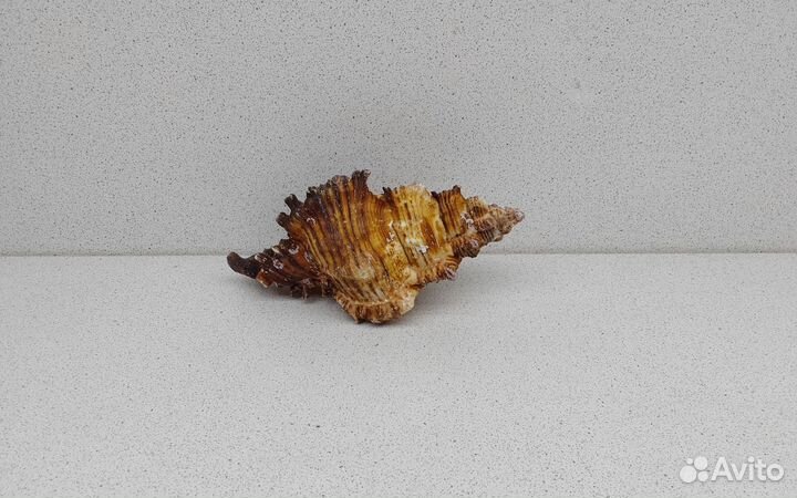 Торрефактус 13 морская ракушка раковина