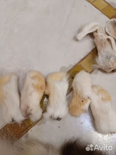 Игрушки для кошек и собак. Лапки, ушки, хвостики